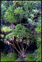 Pandanus trees. Haleakala National Park, Hawaii, USA. (color)