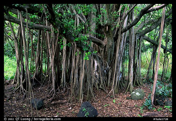 Banyan tree. Haleakala National Park (color)