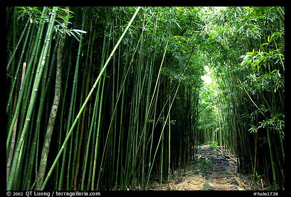 Bamboo forest along Pipiwai trail. Haleakala National Park, Hawaii, USA.