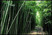 Bamboo forest along Pipiwai trail. Haleakala National Park, Hawaii, USA. (color)