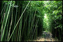 Bamboo forest along Pipiwai trail. Haleakala National Park ( color)