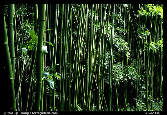Bamboo forest along Pipiwai trail. Haleakala National Park (color)