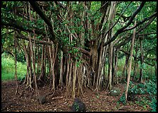 Banyan tree. Haleakala National Park, Hawaii, USA.