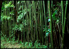 Bamboo forest along Pipiwai trail. Haleakala National Park ( color)