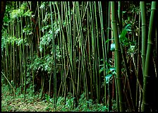 Bamboo forest along Pipiwai trail. Haleakala National Park, Hawaii, USA.