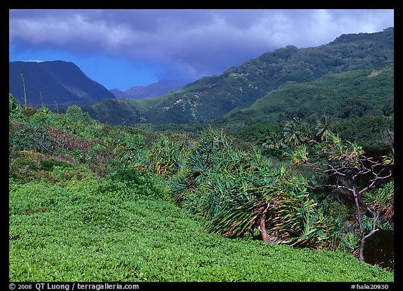 Pandemus trees and Kipahulu mountains. Haleakala National Park, Hawaii, USA.