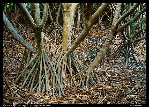 Trunks of Pandamus trees. Haleakala National Park (color)