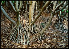 Trunks of Pandanus trees. Haleakala National Park, Hawaii, USA.