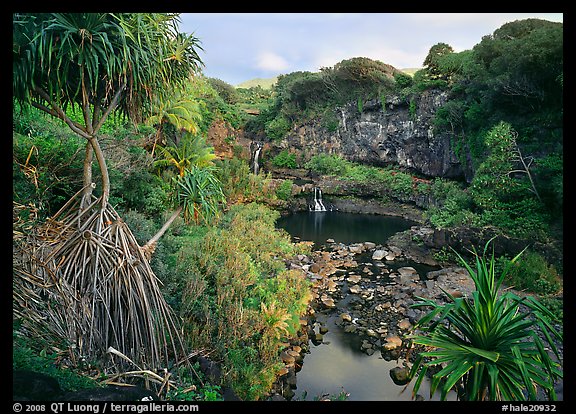 Pandemus trees and some of the seven sacred pools. Haleakala National Park, Hawaii, USA.