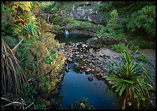 Oho o Stream, sunrise. Haleakala National Park ( color)