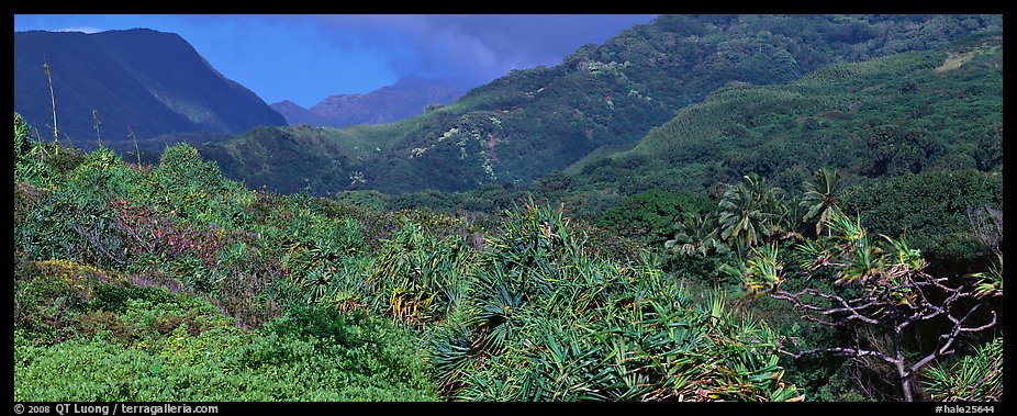 Tropical landscape with luxuriant vegetation on slopes. Haleakala National Park (color)