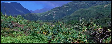 Tropical landscape with luxuriant vegetation on slopes. Haleakala National Park (Panoramic color)