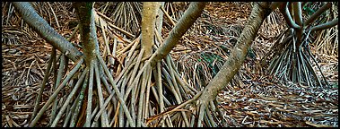 Roots, trunks and fallen leaves of Pandemus trees. Haleakala National Park (Panoramic color)