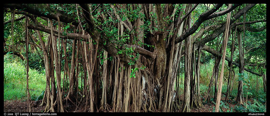 Giant Banyan tree. Haleakala National Park (color)