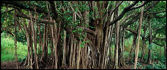 Giant Banyan tree. Haleakala National Park (Panoramic color)