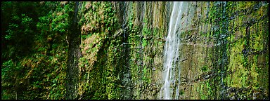 Verdant cliff with tropical waterfall. Haleakala National Park, Hawaii, USA.