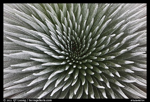 Haleakala Silversword plant detail. Haleakala National Park, Hawaii, USA.