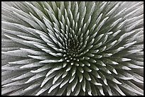 Haleakala Silversword plant detail. Haleakala National Park, Hawaii, USA.