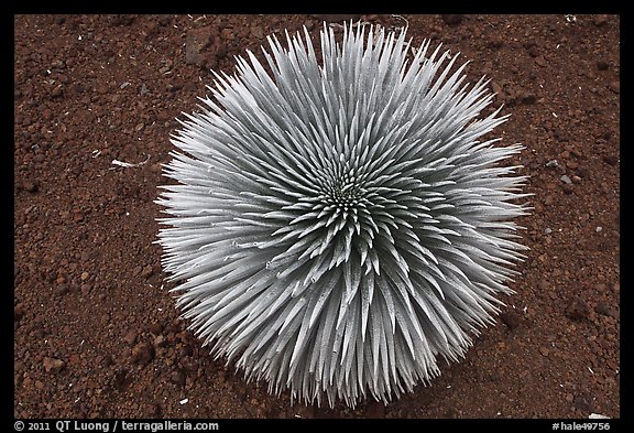 Halekala Silversword (Ahinahina) rosette. Haleakala National Park, Hawaii, USA.