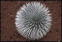 Halekala Silversword (Ahinahina) rosette. Haleakala National Park, Hawaii, USA. (color)