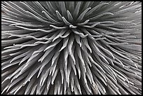 Argyroxiphium sandwicense (Silversword) detail. Haleakala National Park, Hawaii, USA.