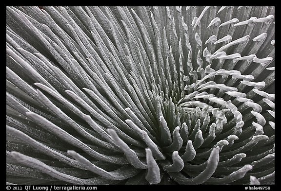 Silvery leaves of Ahinahina (Silversword) plant. Haleakala National Park, Hawaii, USA.