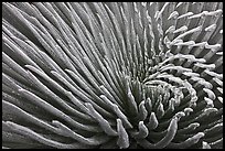 Silvery leaves of Ahinahina (Silversword) plant. Haleakala National Park, Hawaii, USA.