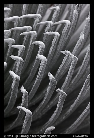 Tip of Haleakala Silversword leaves, covered with silver hairs. Haleakala National Park (color)