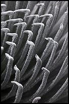 Tip of Haleakala Silversword leaves, covered with silver hairs. Haleakala National Park, Hawaii, USA. (color)