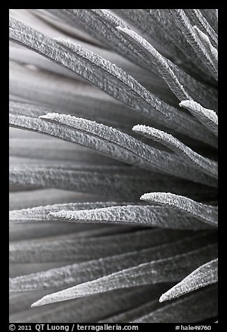 Sword-like succulent leaves of Silversword detail. Haleakala National Park (color)