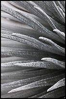 Sword-like succulent leaves of Silversword detail. Haleakala National Park, Hawaii, USA.