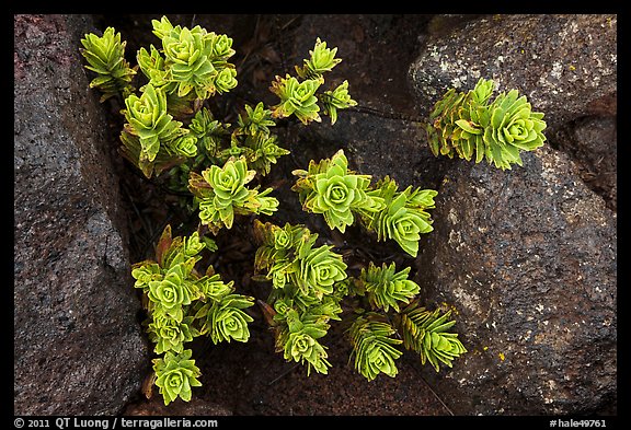 Naenae (Dubautia menziesii). Haleakala National Park (color)