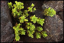 Naenae (Dubautia menziesii). Haleakala National Park, Hawaii, USA. (color)