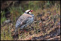 Chukar. Haleakala National Park ( color)