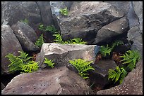 Braken fern (Kilau) and rocks. Haleakala National Park, Hawaii, USA.