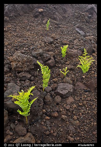 Braken ferns (Pteridium decompositum). Haleakala National Park (color)