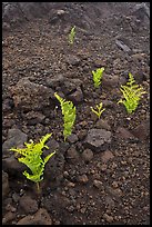 Braken ferns (Pteridium decompositum). Haleakala National Park, Hawaii, USA.