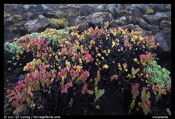 Ohelo (Vaccinium reticulatum). Haleakala National Park, Hawaii, USA.