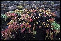 Ohelo (Vaccinium reticulatum). Haleakala National Park, Hawaii, USA.