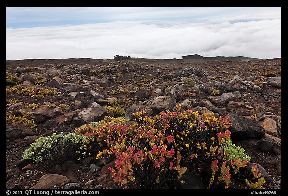 Ohelo berry plants and sea of clouds. Haleakala National Park (color)