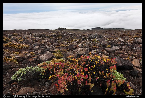 Ohelo berry plants and sea of clouds. Haleakala National Park, Hawaii, USA.