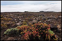 Ohelo berry plants and sea of clouds. Haleakala National Park, Hawaii, USA.