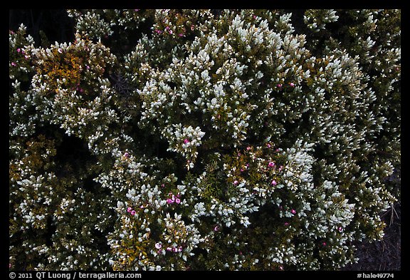 Pukiawe (Styphelia tameiameiae). Haleakala National Park, Hawaii, USA.