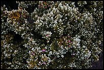 Pukiawe (Styphelia tameiameiae). Haleakala National Park, Hawaii, USA.