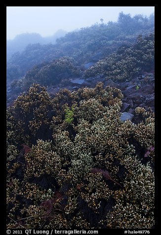 Pukiawe berry plants in fog near Leleiwi overlook. Haleakala National Park, Hawaii, USA.