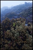 Pukiawe berry plants in fog near Leleiwi overlook. Haleakala National Park, Hawaii, USA. (color)