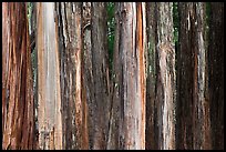 Multicolored Eucalyptus trees, Hosmer Grove. Haleakala National Park, Hawaii, USA.