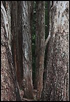 Eucalyptus tree trunks, Hosmer Grove. Haleakala National Park, Hawaii, USA.