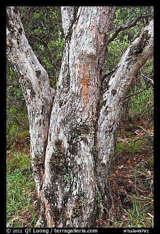 Ohia lehua (Metrosideros polymorpha). Haleakala National Park, Hawaii, USA.