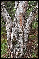 Ohia lehua (Metrosideros polymorpha). Haleakala National Park, Hawaii, USA. (color)